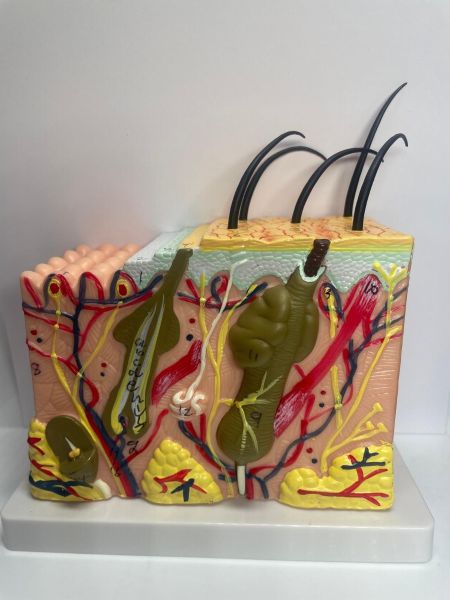 Home Hair Booster Kopfhautmodell 3D